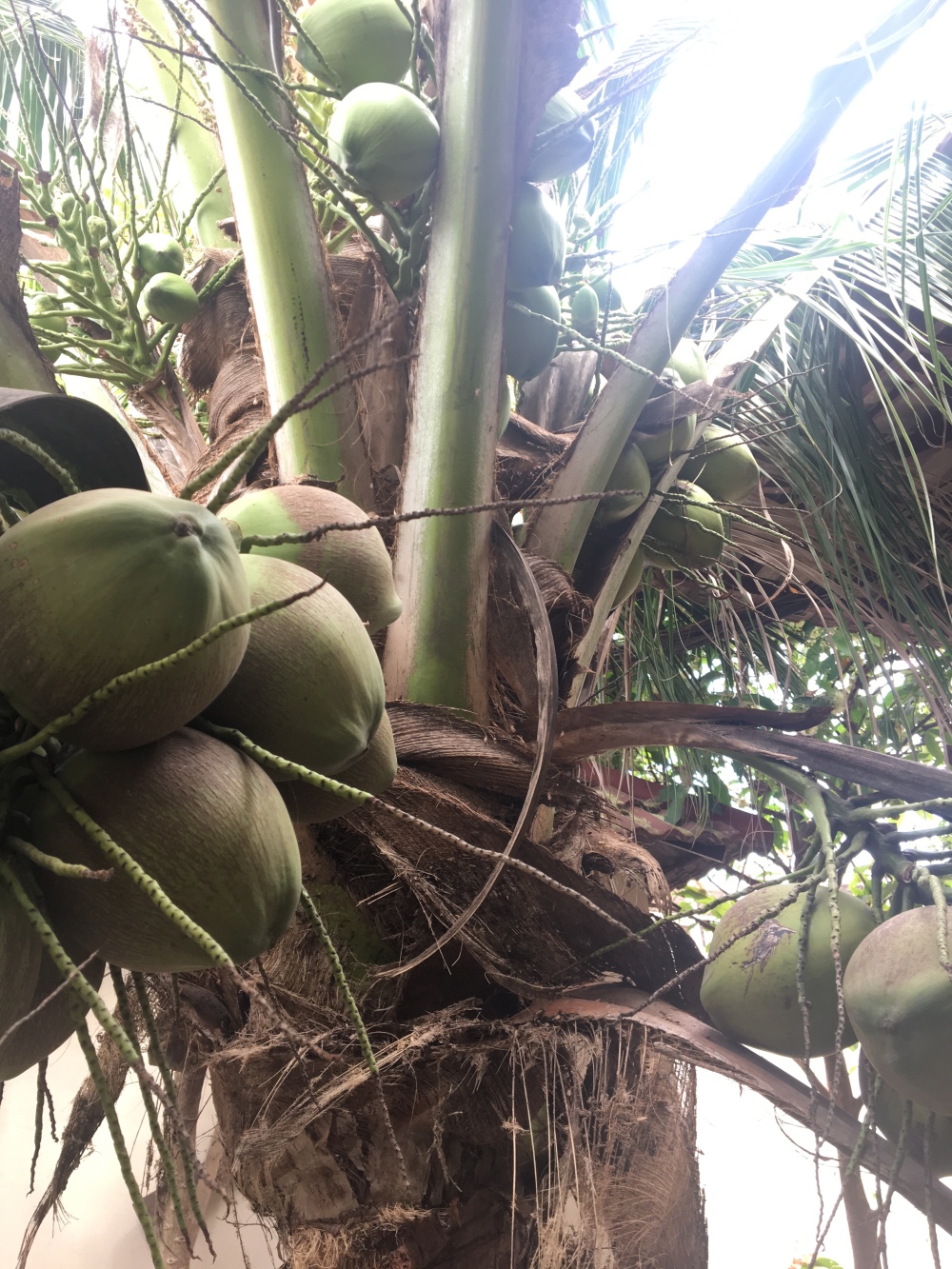 Siem Reap Airbnb, Coconut Tree